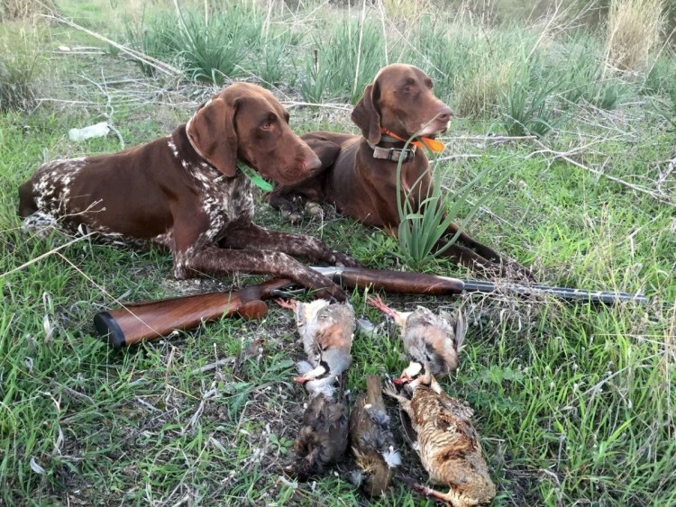 Сеттер Пойнтер Курцхаар