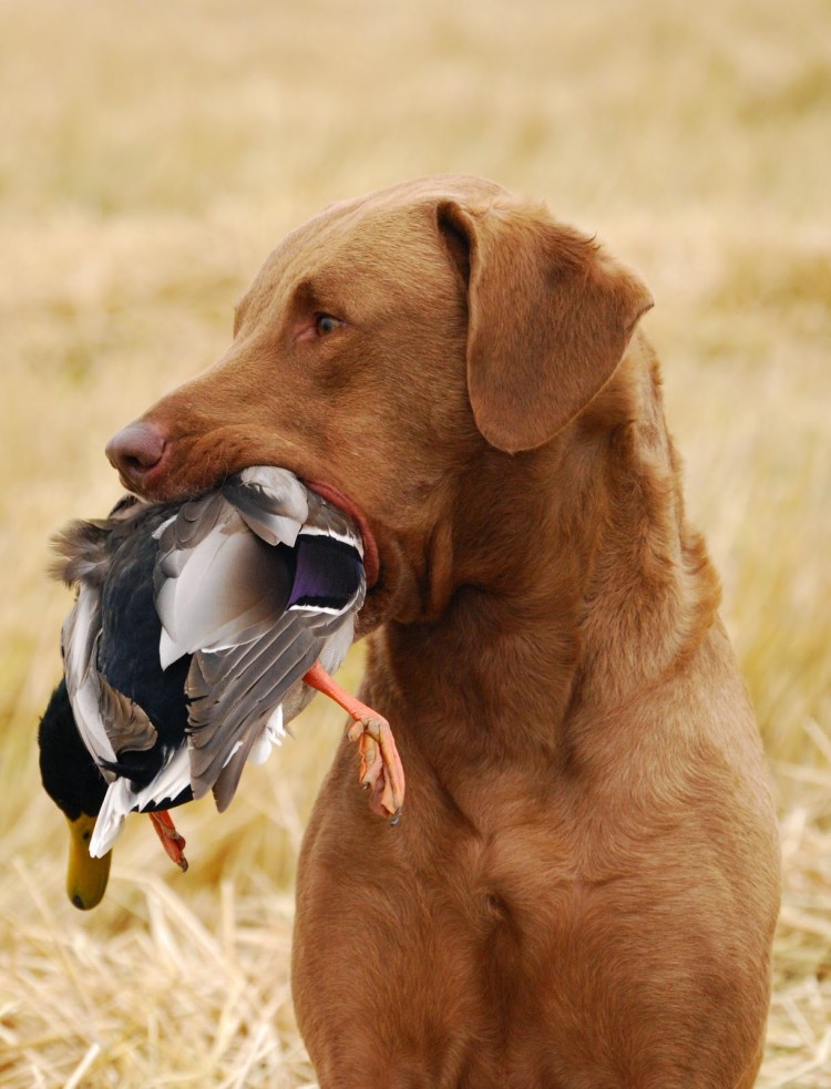 Собака охотится