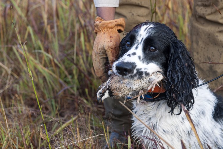 Сеттер русский спаниель