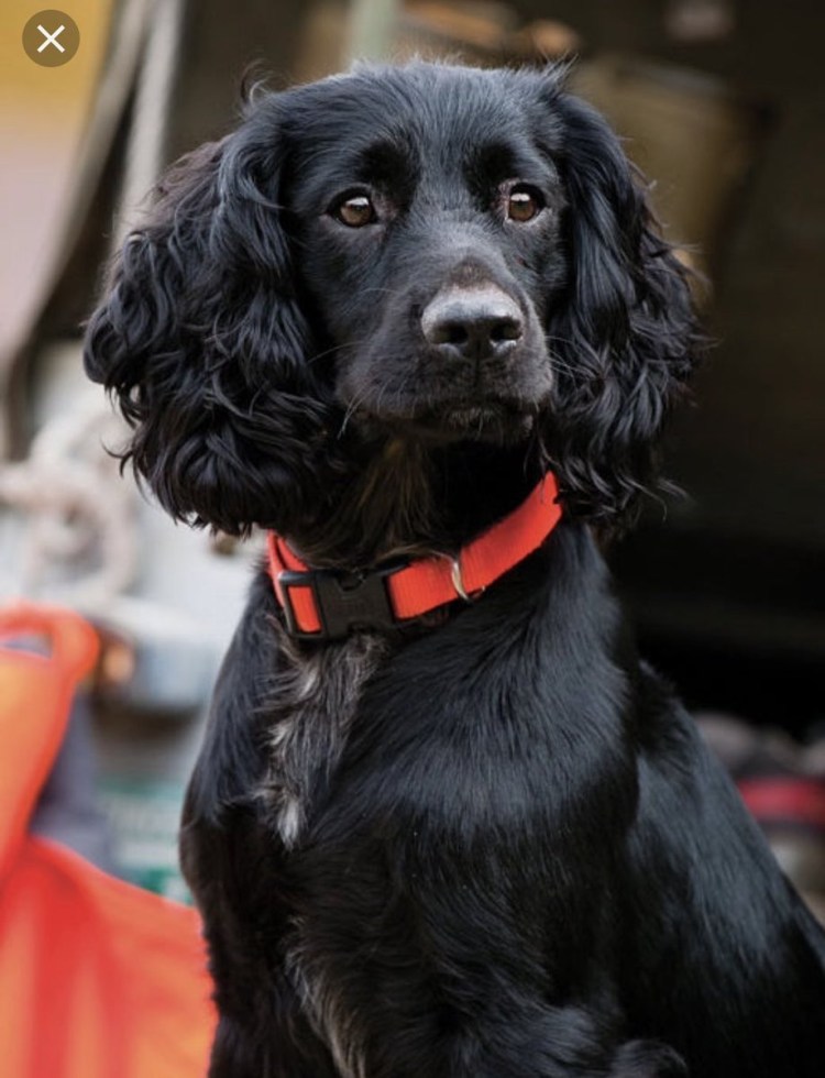 Чёрный Кокель спаниель