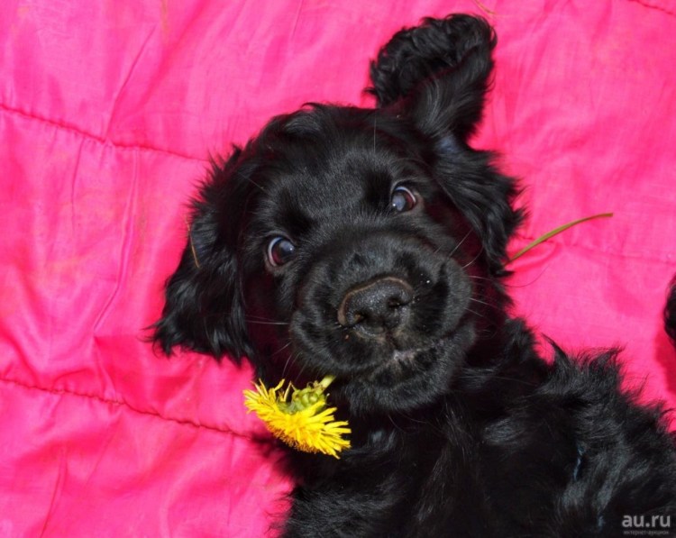 Кокер спаниель черный