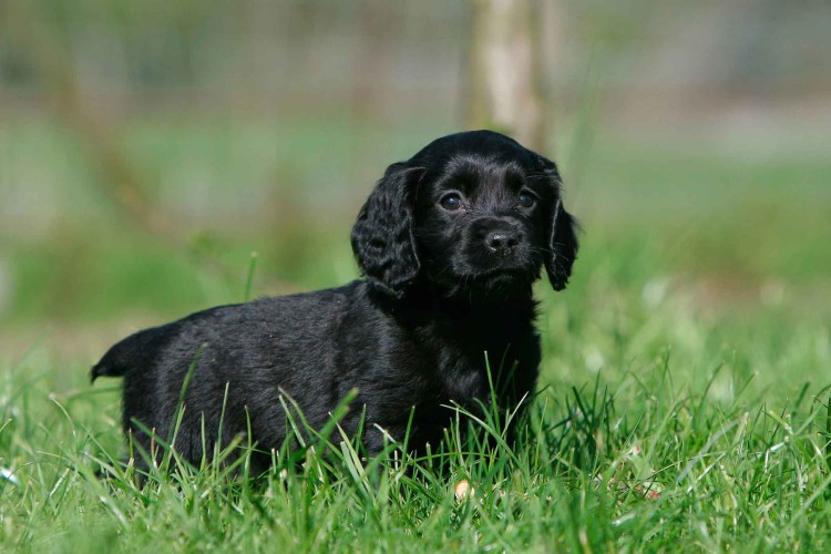 Русский кокер спаниель