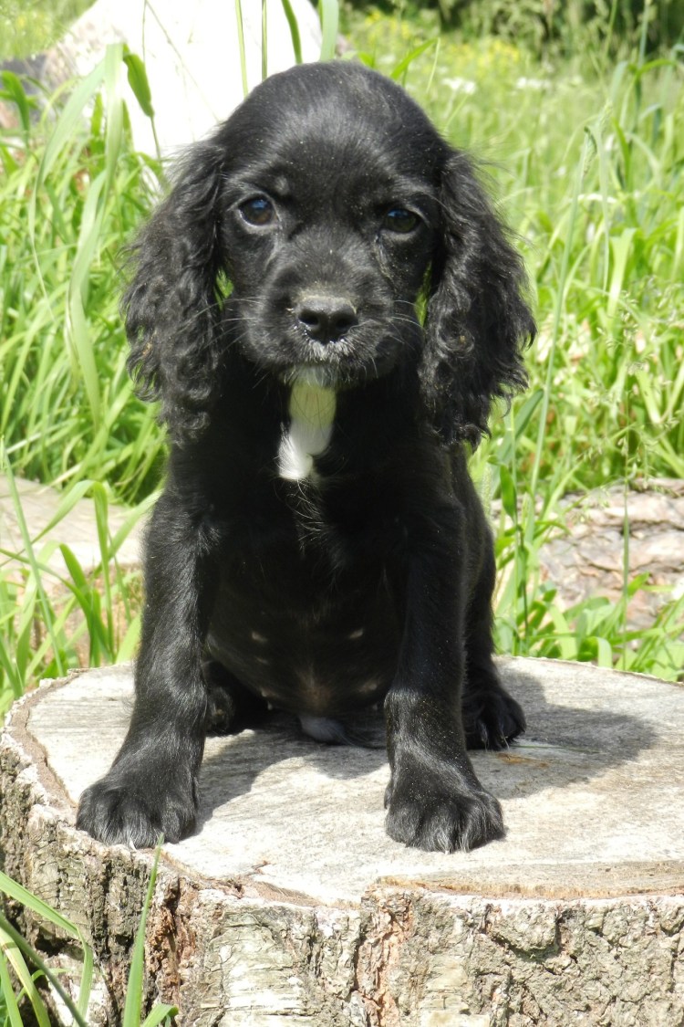 Кокер спаниель охотничий