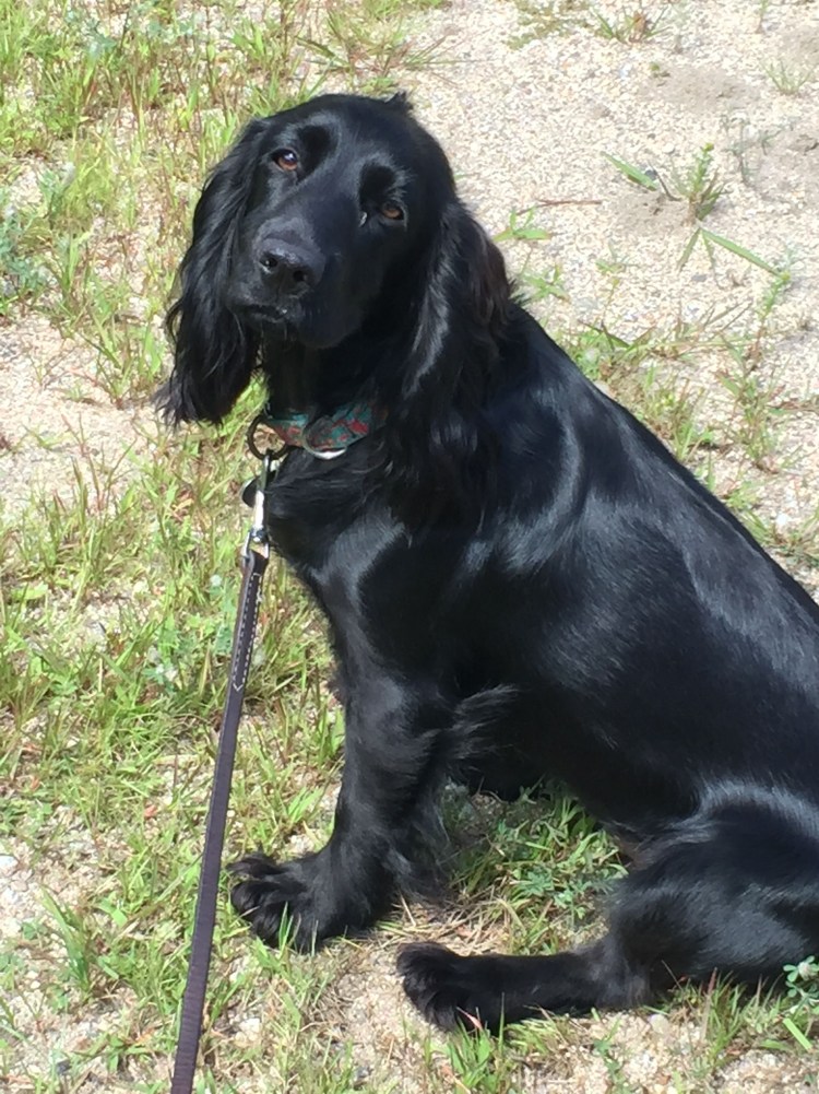 Русский кокер спаниель