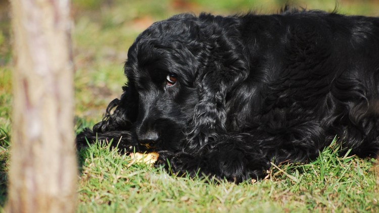 Кокер спаниель черный