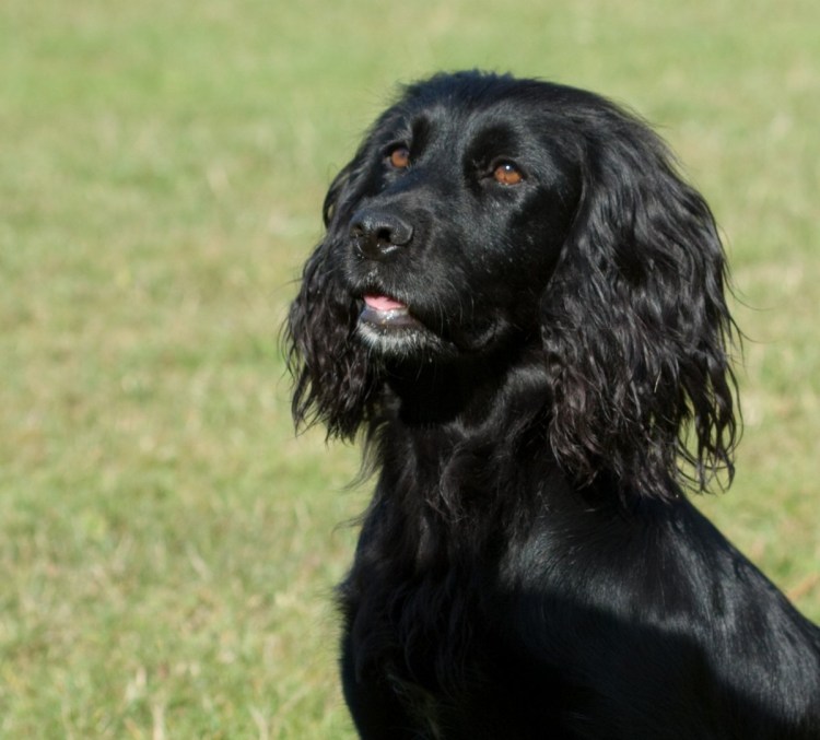 Русский кокер спаниель