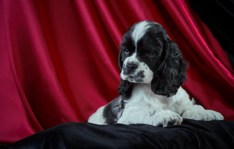 Русский кокер спаниель черный