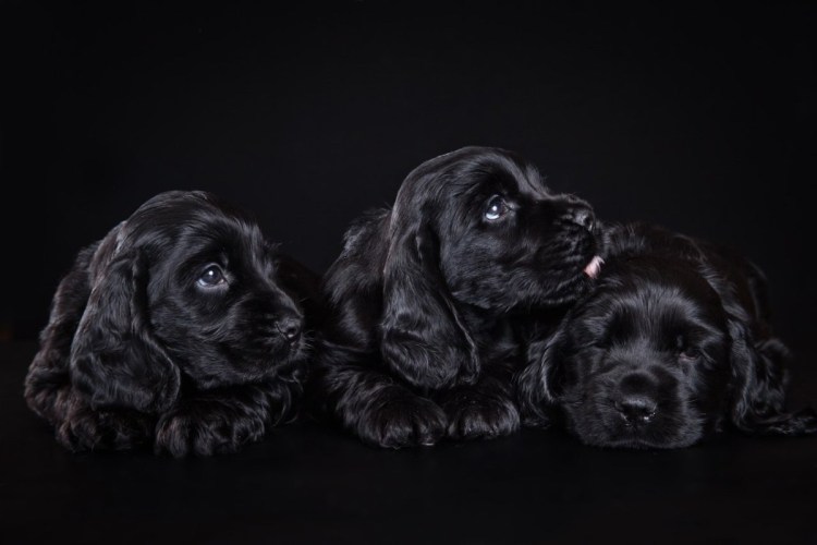 Кокер спаниель французский