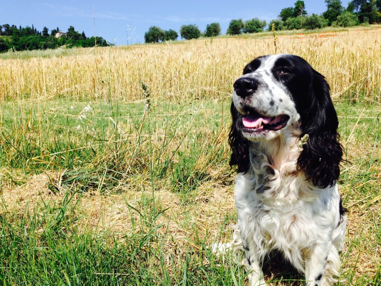 Русский охотничий спаниель