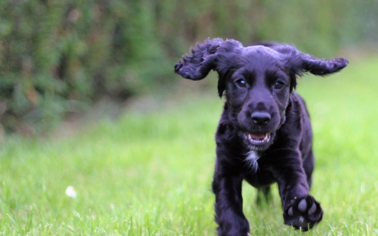 Английский кокер-спаниель
