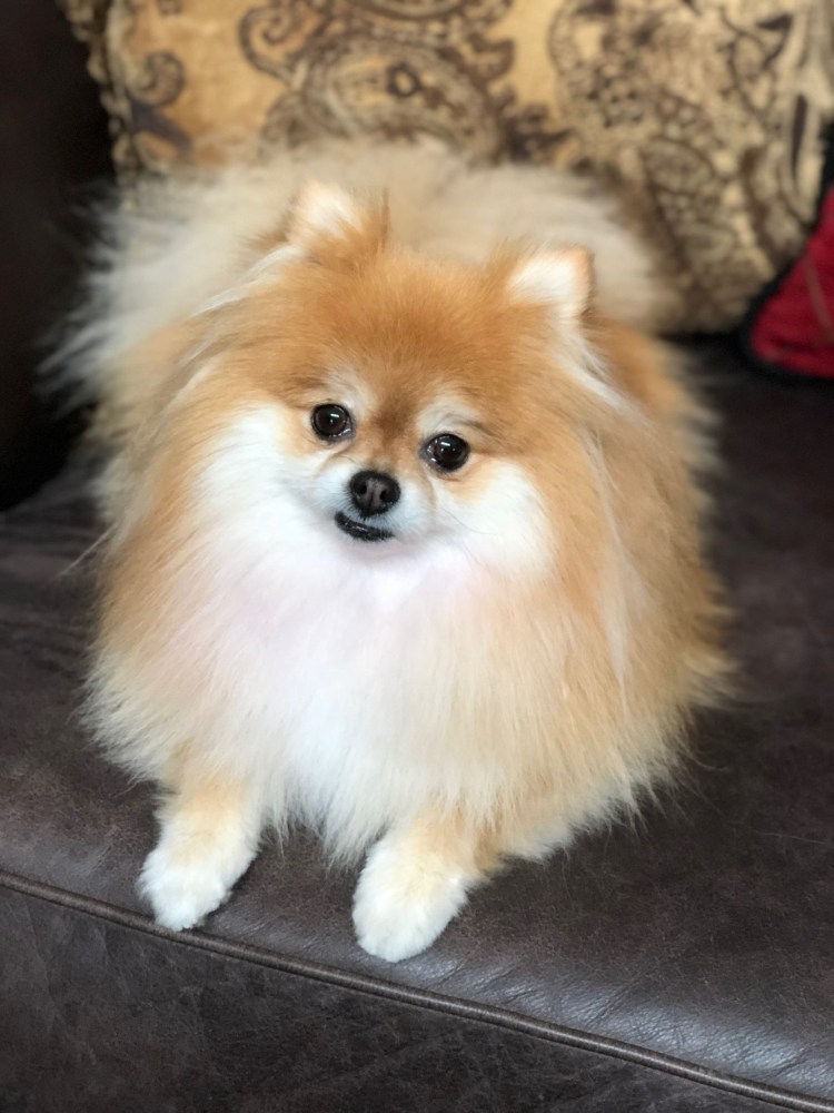 Хипно шпиц порода собак