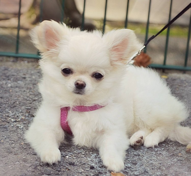 Чихуахуа Пуппи