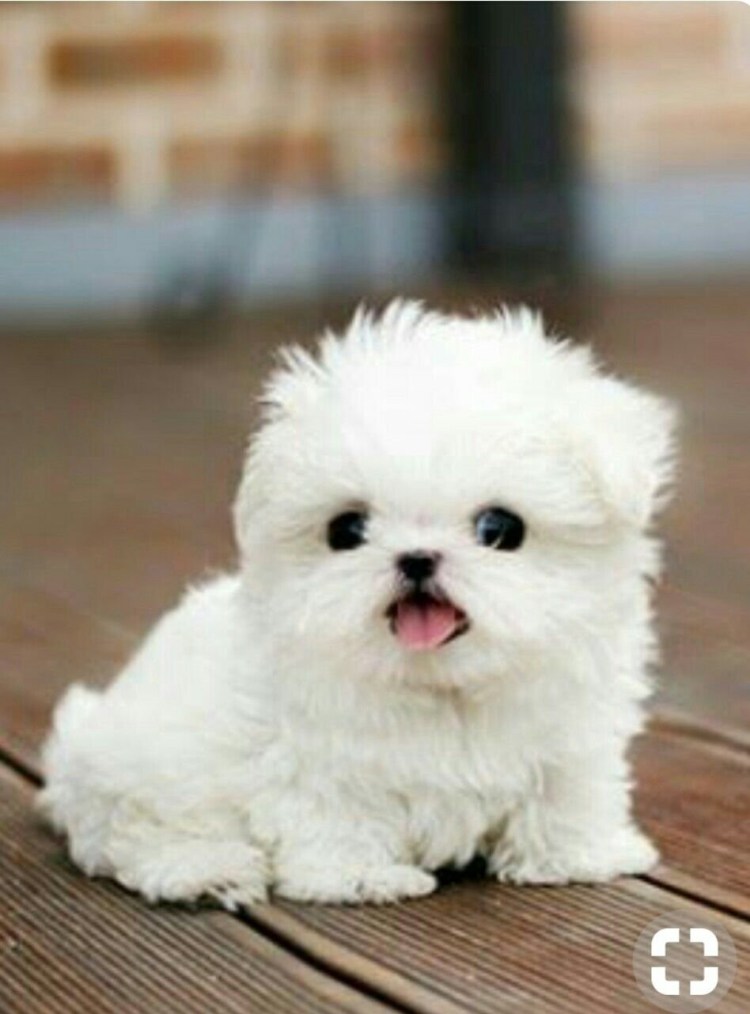 Флаффи Пуппи щенок