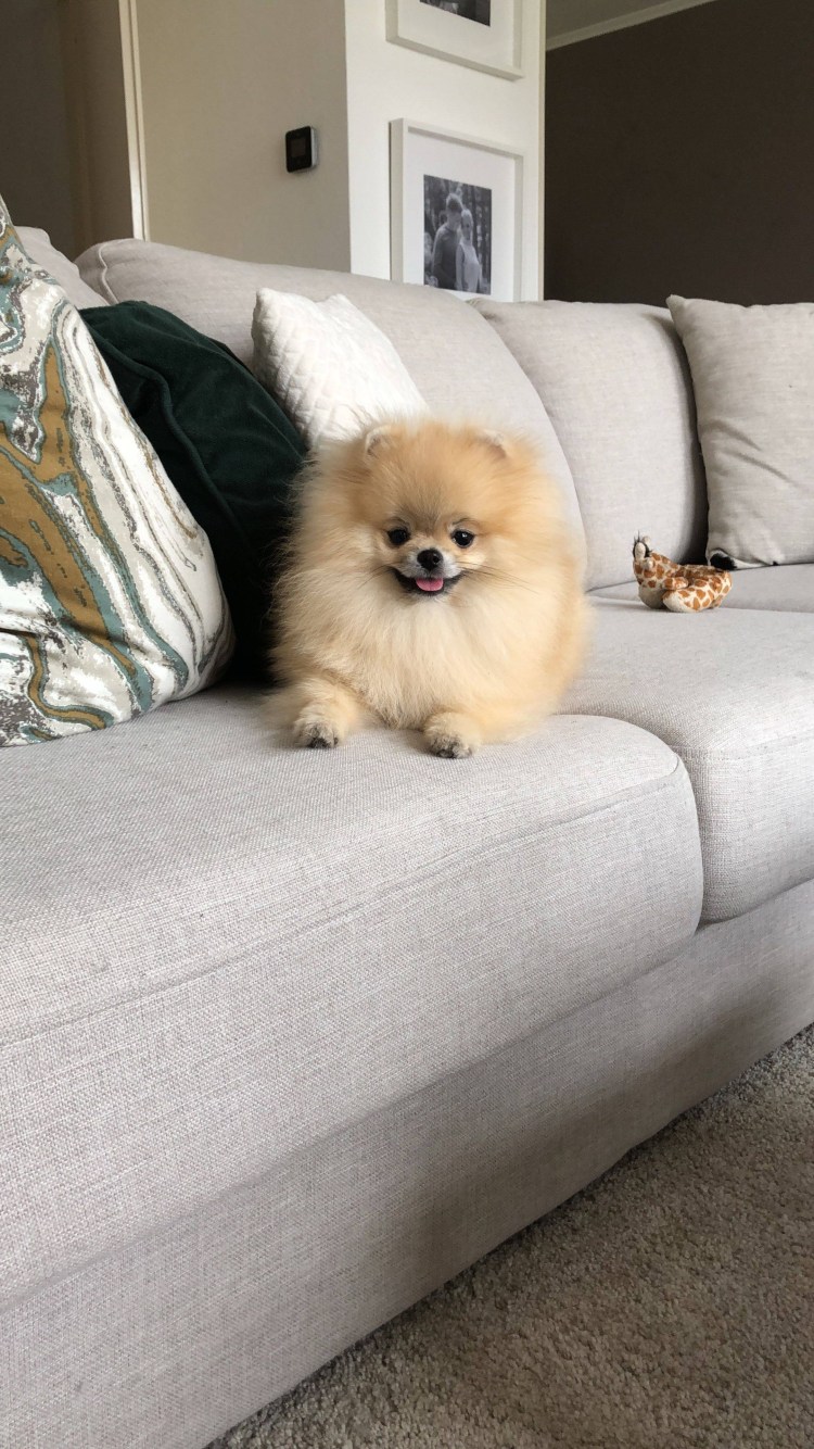 Красивые собаки для квартиры