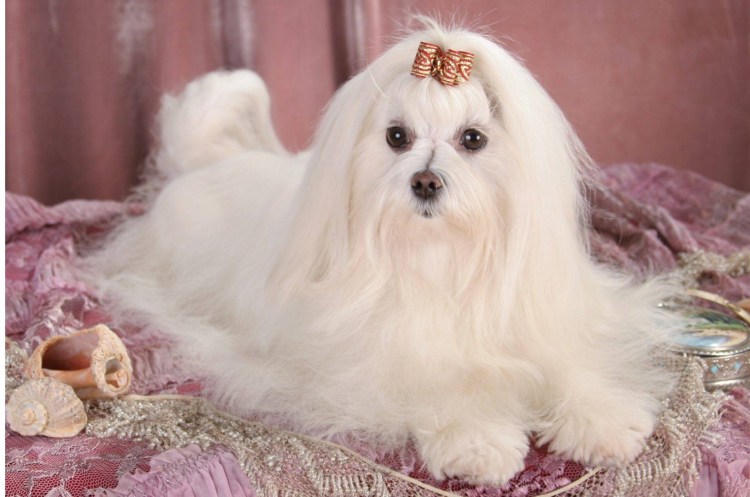 Болонка мальтезе