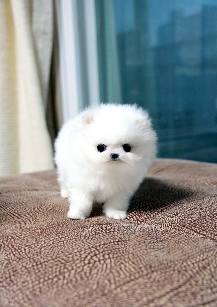 Шпиц померанский карликовый