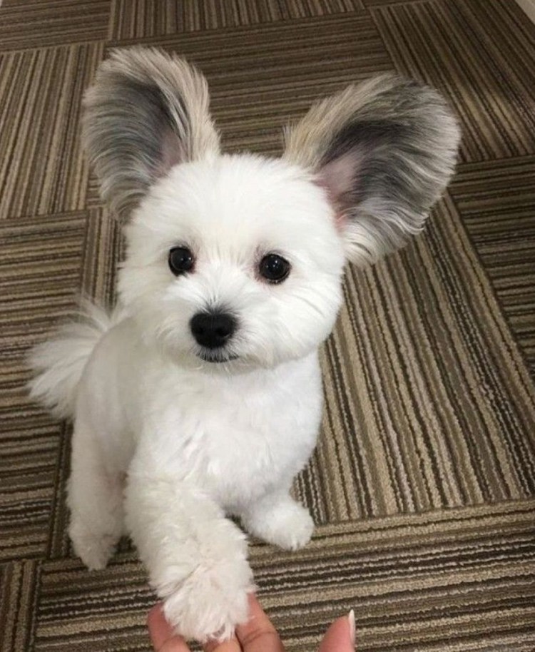 Болонка Папильон