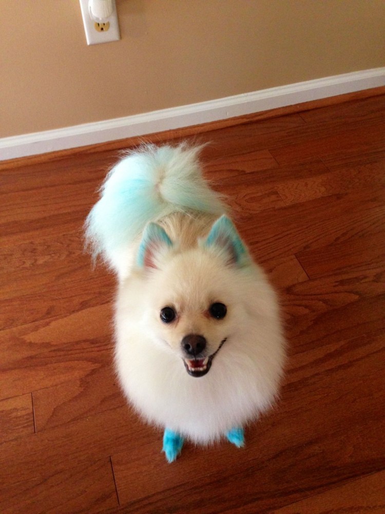 Белый шпиц с крашеным хвостом