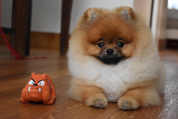 Порода шпиц померанец