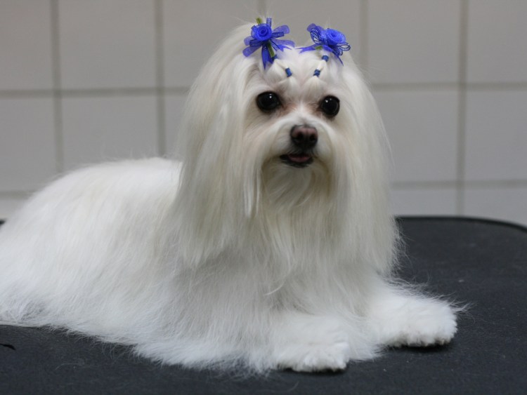 Мальтийская болонка Харт