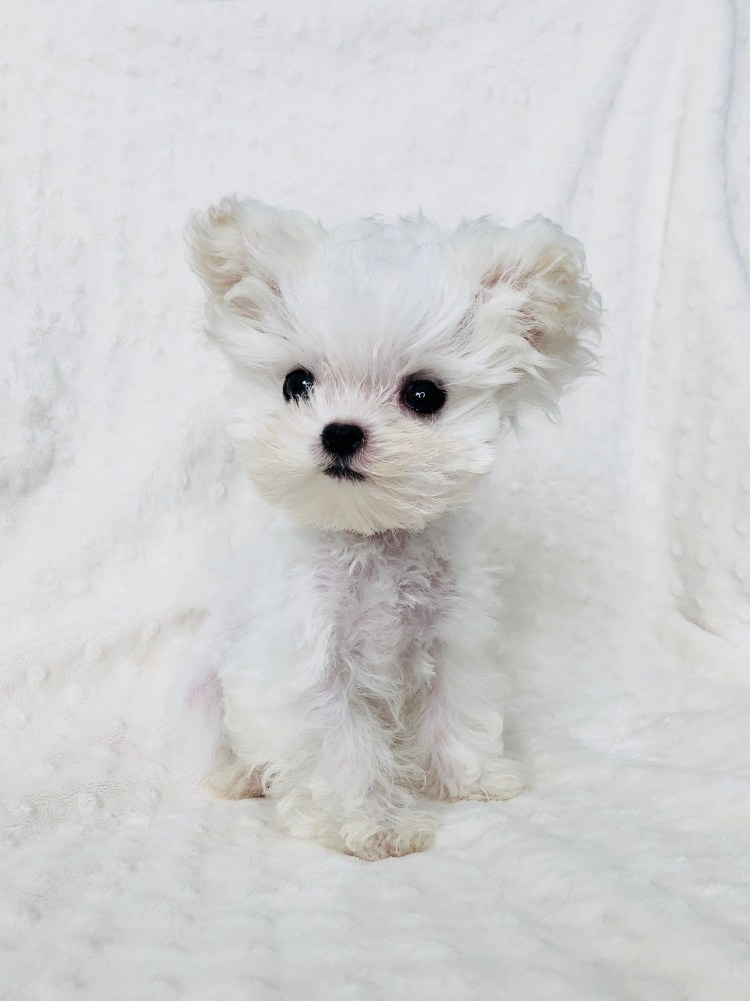 Бишон фризе мальтипу