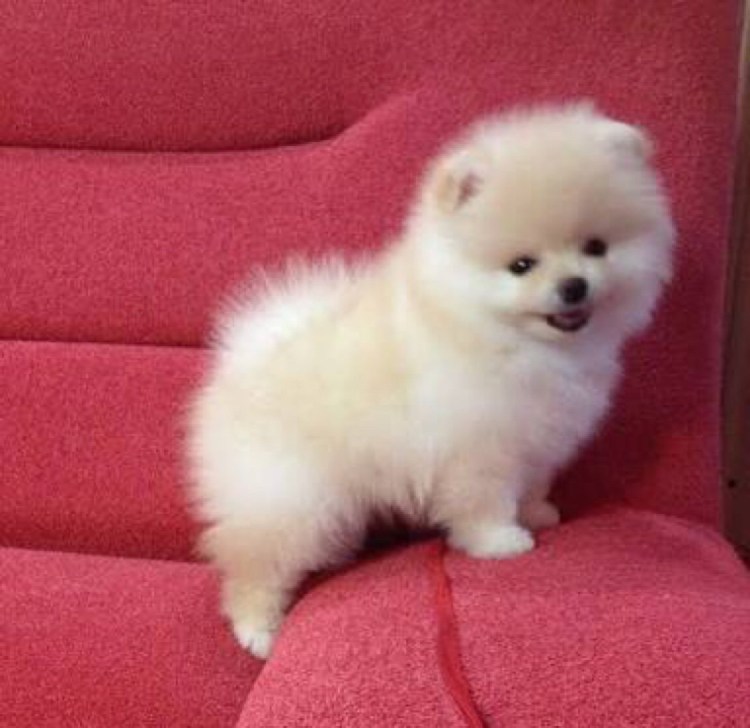 Pomeranian Boo Mini
