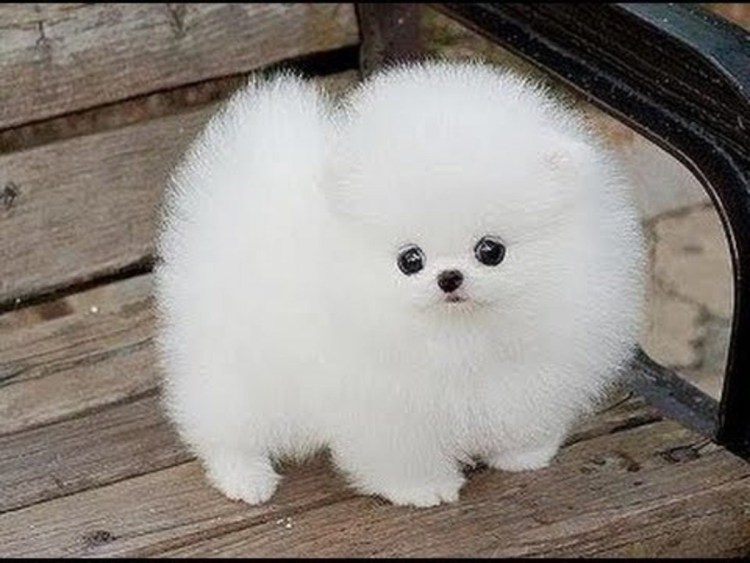 Шпиц карликовый белый