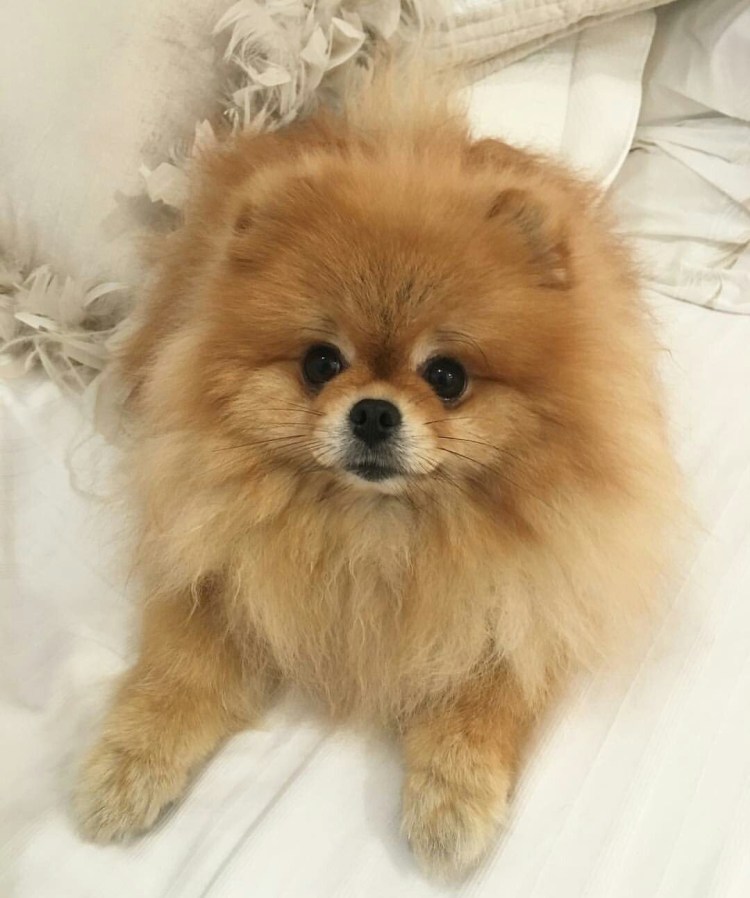 Померанский шпиц домашний