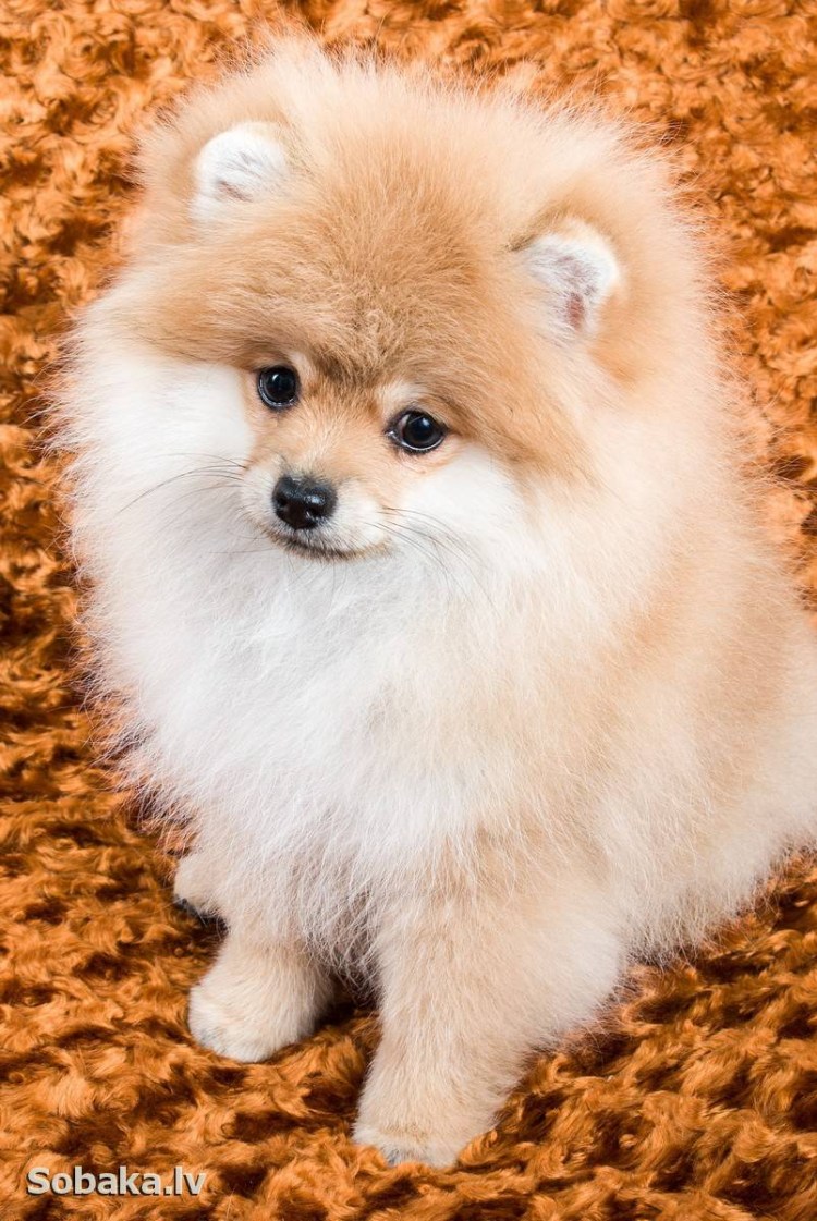 Чистокровный померанский шпиц