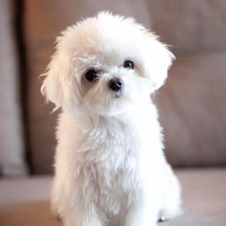 Пекинская болонка