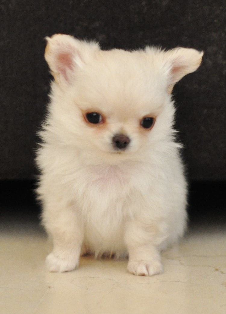 Чихуахуа Хуа пушистая