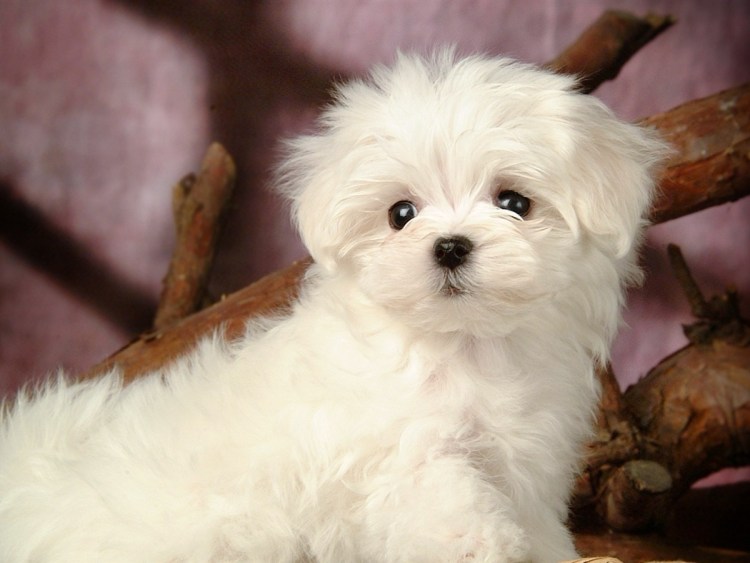 Мальтийская болонка мини