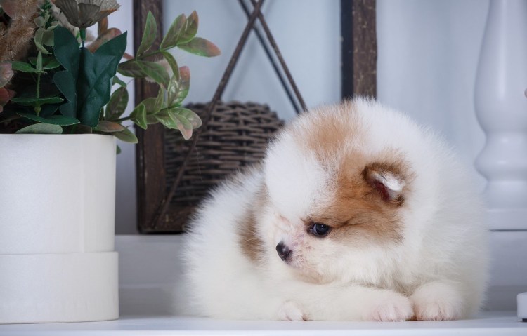 Померанский шпиц белый милый