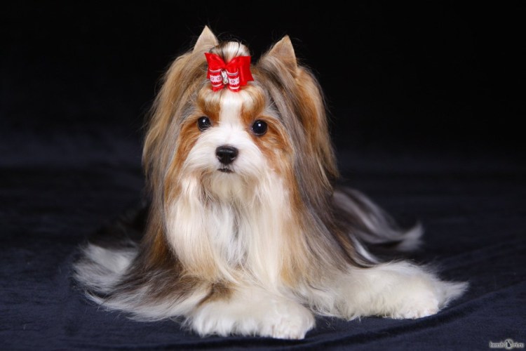 Бивер терьер