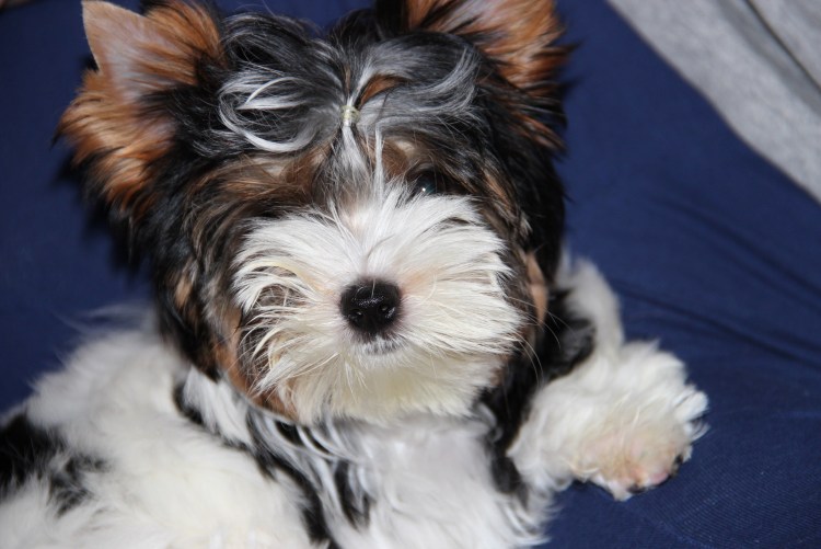 Бивереркширский терьер