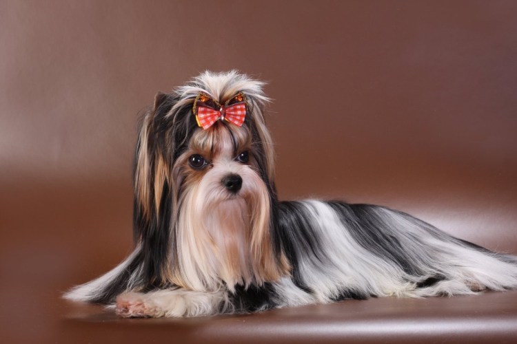 Бивер щенок