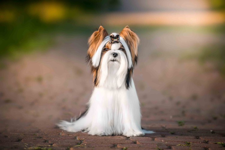 Питомник щенки бивера