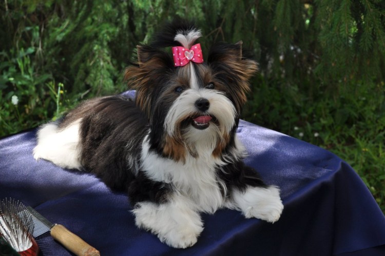 Бивер-Йоркширский кудрявый