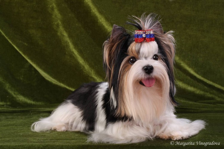 Биро и Бивер Йорк