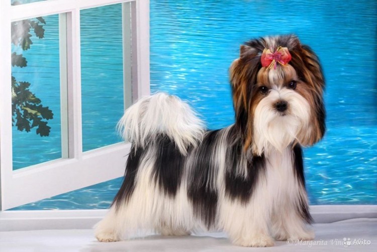 Бивер Беби фейс