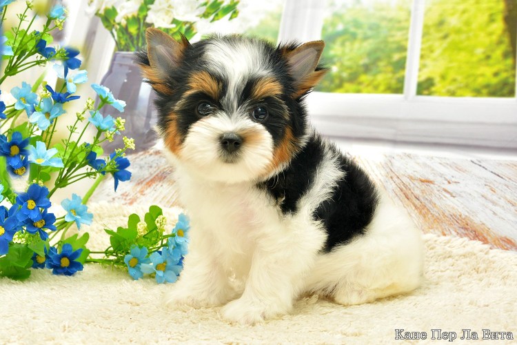 Бивер-Йоркширский терьер черный