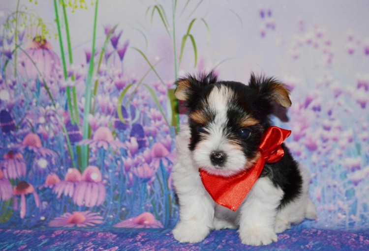 Порода собак Бивер Йорк