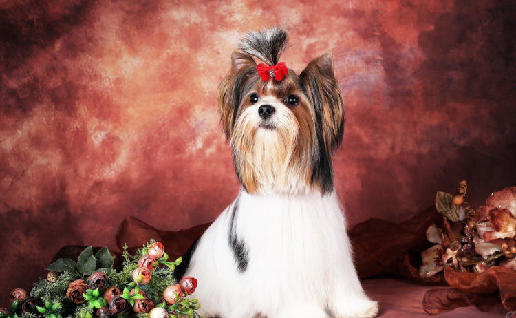 Бивер-Йоркширский терьер