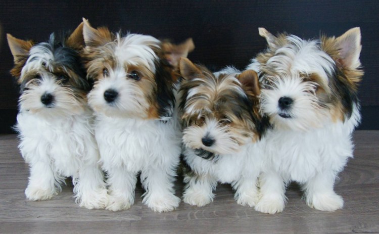 Бивер-Йоркширский терьер