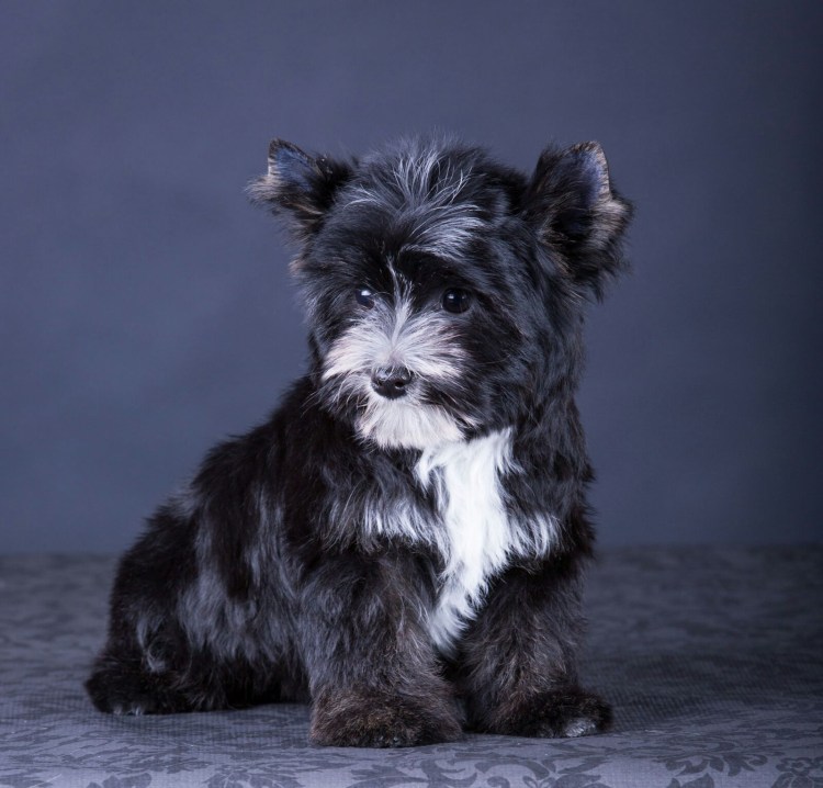 Биберекширский терьер