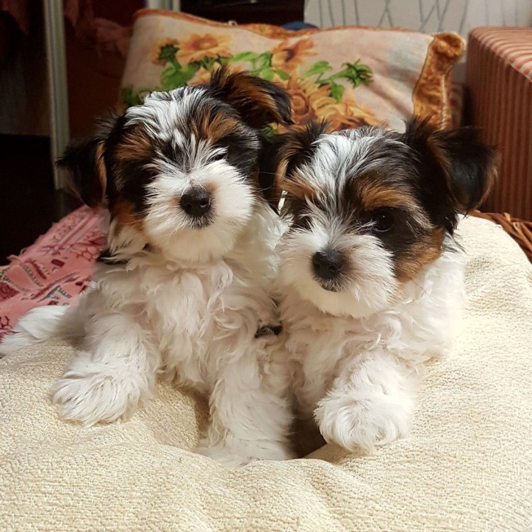 Бивереркширский терьер