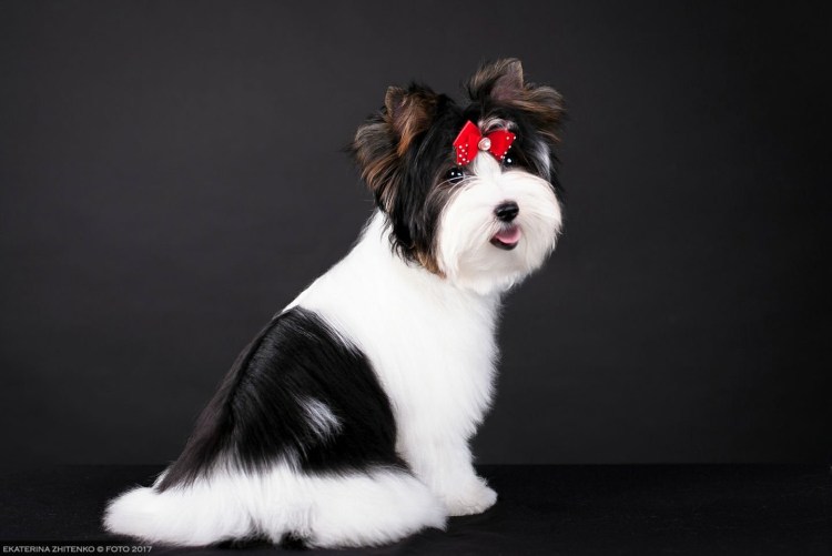 Бивер-Йоркширский терьер