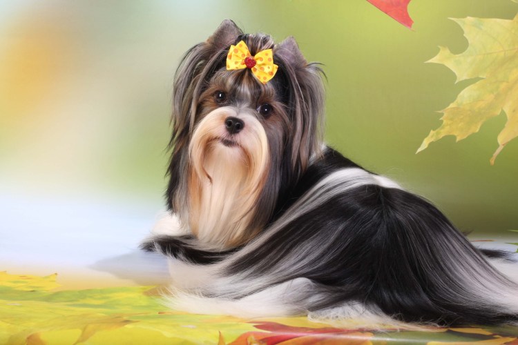 Бивер животное