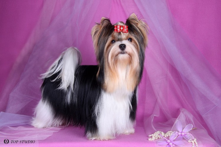 Бивер щенок