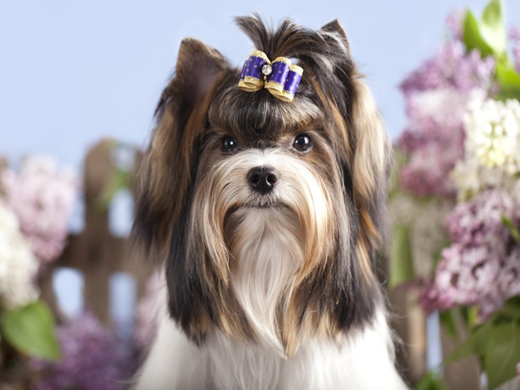 Бивереркширский терьер